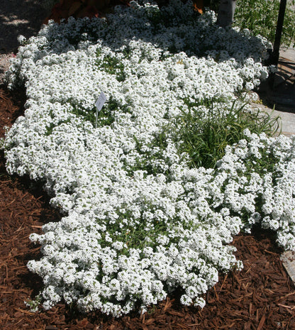 Lobularia hybrid 'Snow Princess'