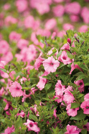 Petunia hybrid Supertunia Vista 'Bubblegum'