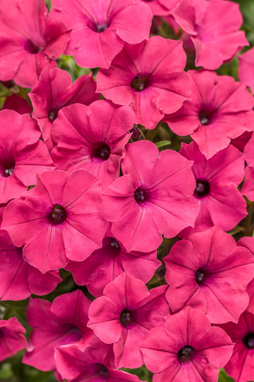 Petunia hybrid Supertunia Vista 'Fuchsia'