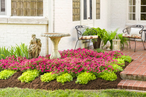 Petunia hybrid Supertunia Vista 'Fuchsia'