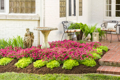 Petunia hybrid Supertunia Vista 'Fuchsia'