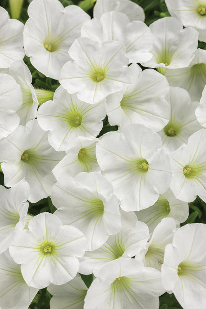 Petunia Supertunia Vista 'White Charm'