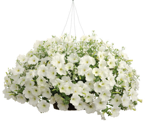 Petunia Supertunia Vista 'White Charm'