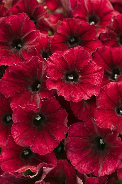 Petunia Supertunia 'Black Cherry'