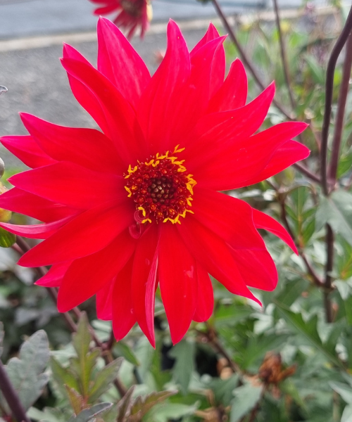 Dahlia variabilis 'Red Octopus' - NEW COMING AUTUMN 2026