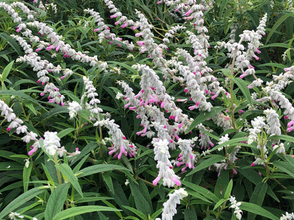 Salvia leucantha 'Pink'