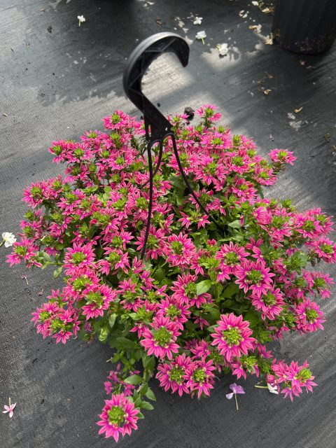 Scaevola aemula 'Surdiva Fashion Pink' - New