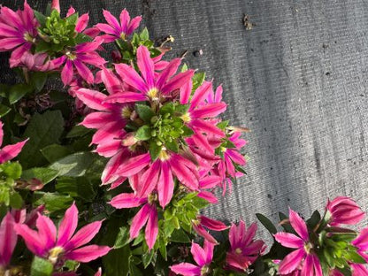 Scaevola aemula 'Surdiva Fashion Pink' - New