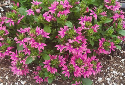 Scaevola aemula 'Surdiva Fashion Pink' - New