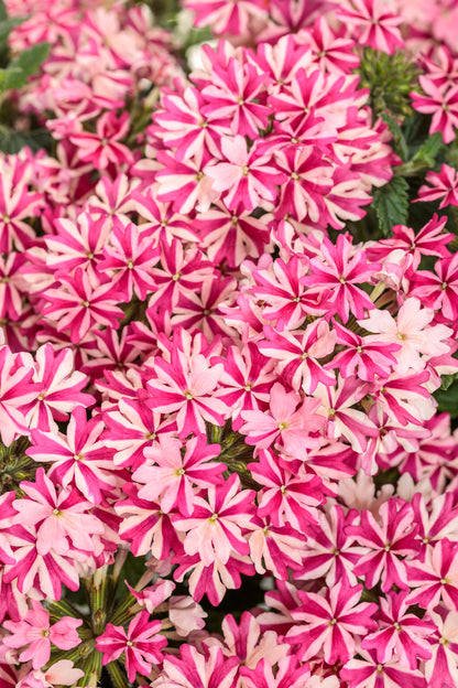 Verbena hybrid 'Superbena Cherryburst' - NEW