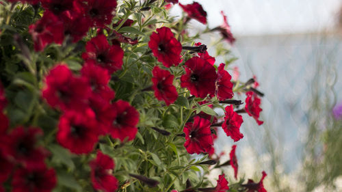 Petunia Supertunia 'Black Cherry'