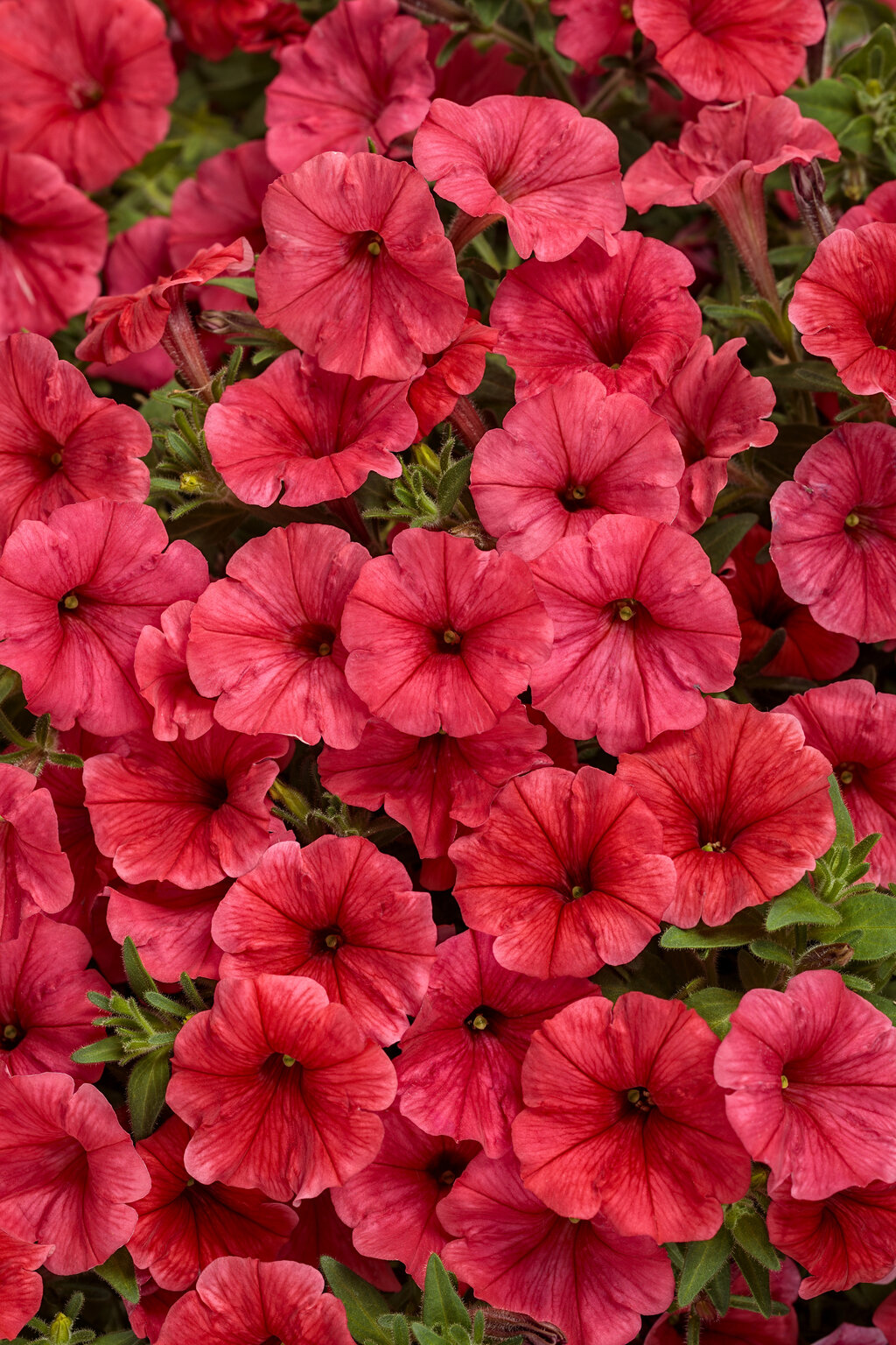 Petunia Supertunia Mini Vista 'Scarlet' - WILL RETUN SPRING 2026