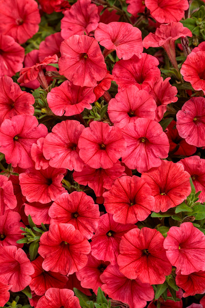 Petunia Supertunia Mini Vista 'Scarlet' - WILL RETUN SPRING 2026