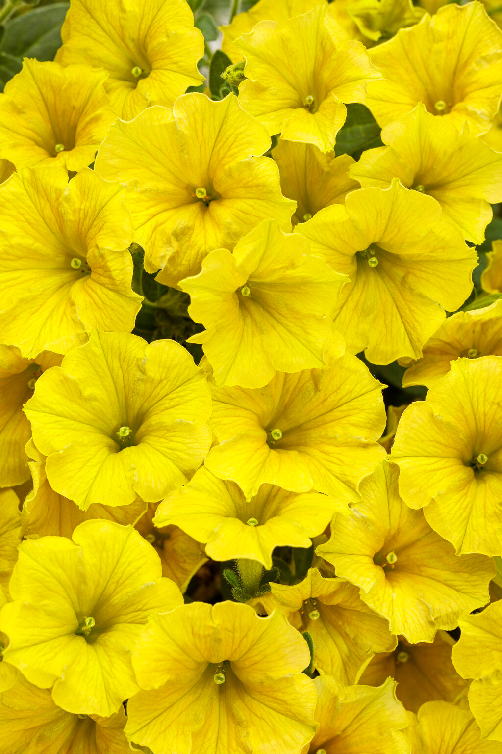 Petunia hybrid Supertunia Mini Vista 'Yellow'
